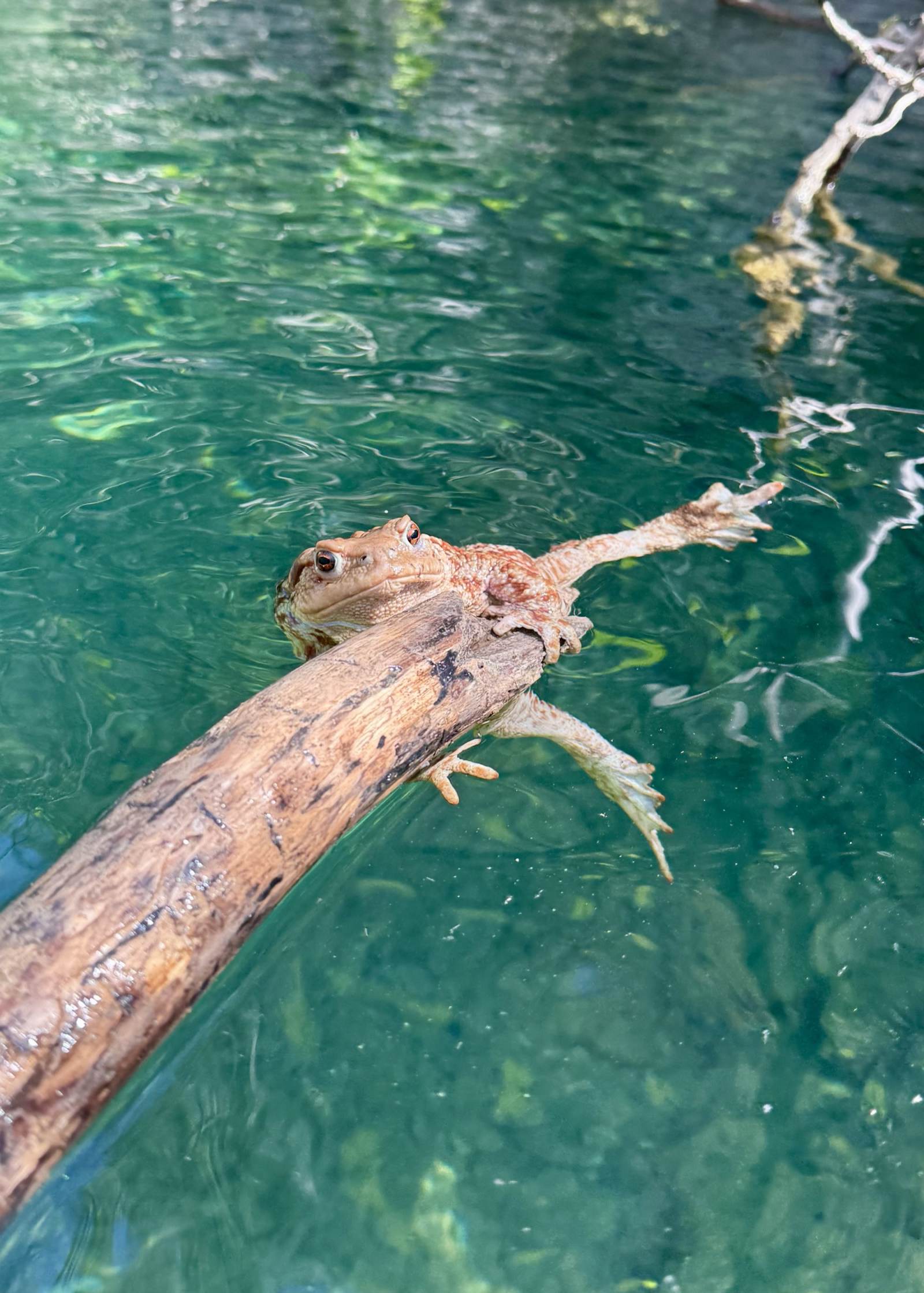 Frog resting on a branch above clear turquoise water in Drenostica Canyon