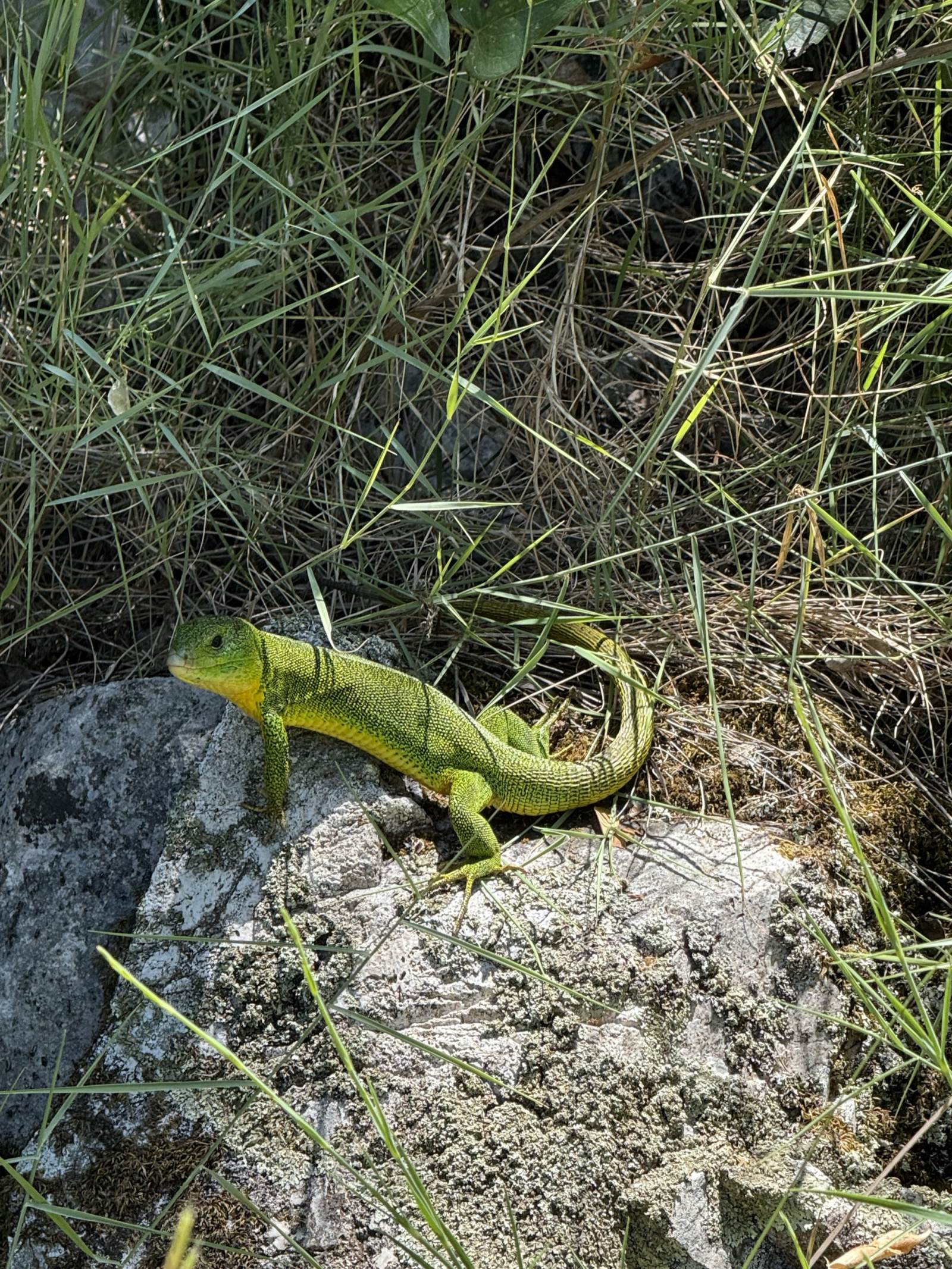 Bright green lizard basking on limestone rock beside the canyon
